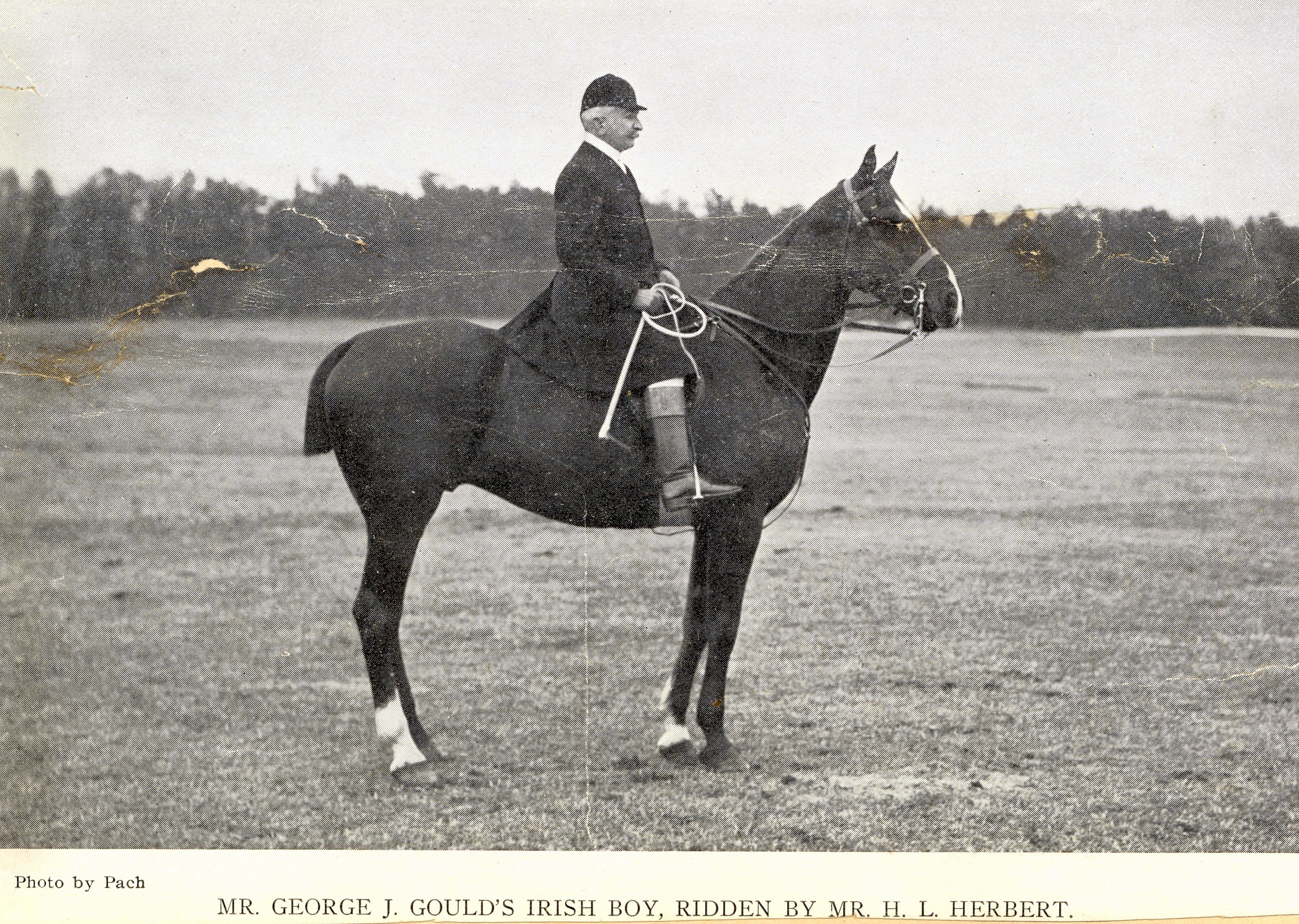 1904 Irish Boy horse ridden by H L Herbert